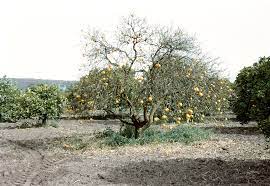 بیماری نماتد مرکبات
